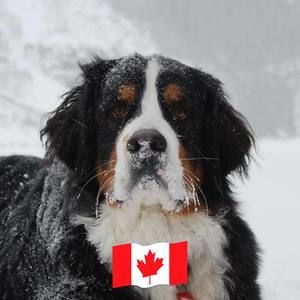 Meet your Posher, Vince